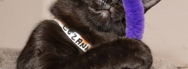 RpBbp6
